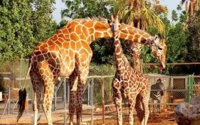 Antalya Hayvanat Bahçesi