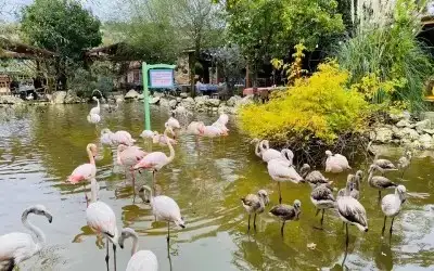 Flamingo Köy