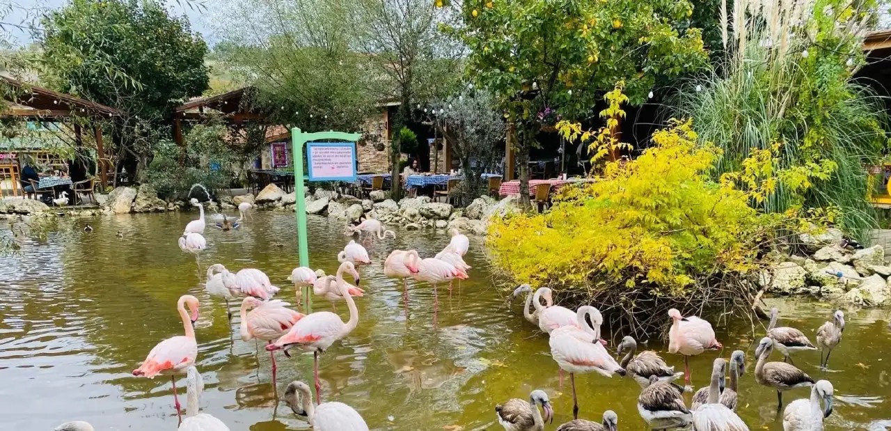 Flamingo K y Yorumlar Ve ikayetler Nerdenerede flamingo-k-y-yorumlar-ve-ikayetler-nerdenerede