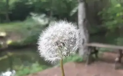 Laladere Mesire Alanı