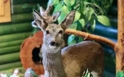 Abant Tabiat Müzesi