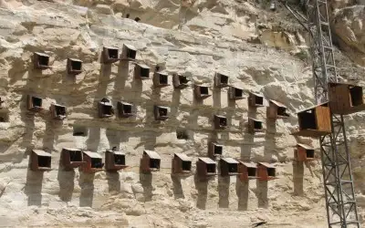 Birecik Kelaynak Üretme İstasyonu