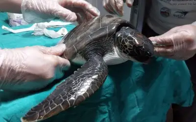 DEKAMER Kaplumbağa Hastanesi