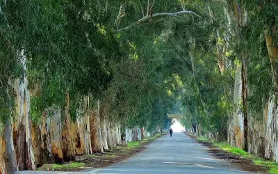 Gökova Aşıklar Yolu