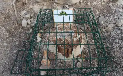 Hoçaş Fosil Ormanı