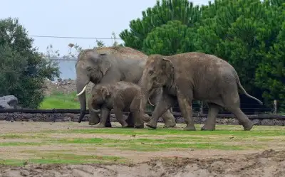 İzmir Doğal Yaşam Parkı
