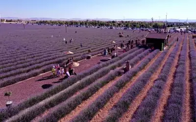 Karatay Lavanta Bahçeleri