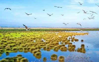 Kızılırmak Deltası Kuş Cenneti