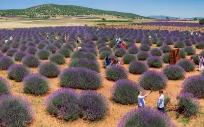 Kuyucak Köyü Lavanta Tarlaları