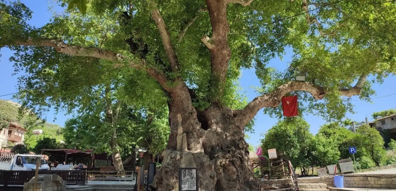 Musa Ağacı