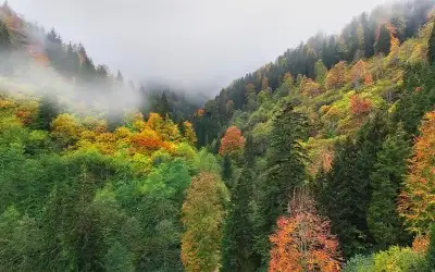 Örümcek Ormanları