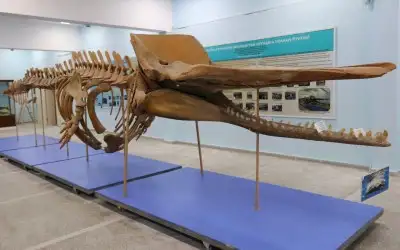 Prof. Dr. Ali Demirsoy Doğa Tarihi Müzesi