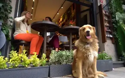 Pulat Çiftliği Dükkan & Cafe